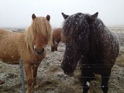 picture of the Icelandic Horses