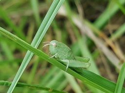 picture of the green Grasshopper on a grass