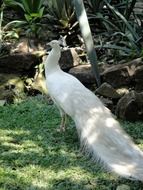 White peacock in ornamental garden