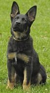 German Shepherd puppy sitting on a green meadow