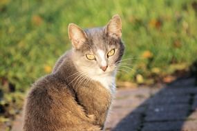 Portrait of the beautiful domestic cat