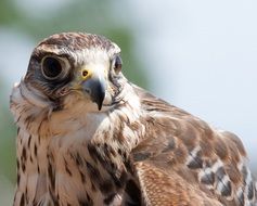 Beautiful predator bird