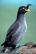 stunningly beautiful Rock Bird