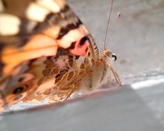 butterfly in sun light