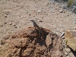 lizard on a stone in the desert