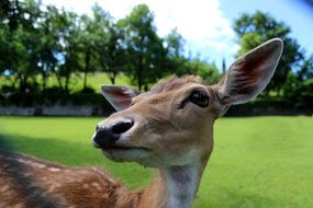 beautiful and cute Deer Roe