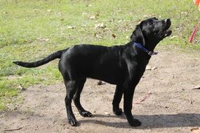 black retriever outdoor