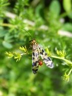 scorpion fly in wildlife
