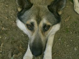Muzzle of the German Shepherd Close Up