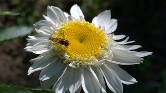 small fly on white Daisy