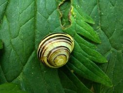 striped snail shell on green leaf