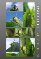 Collage pictures of Grasshopper