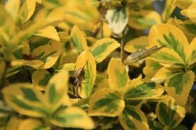 spider on a yellow-green plant