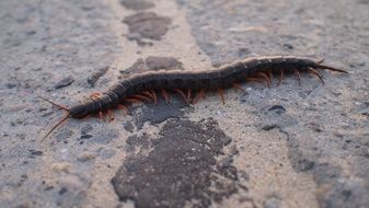 Centipede Insects