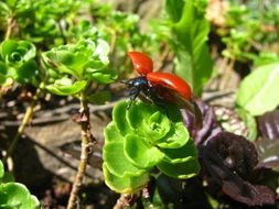 beetle with red wings