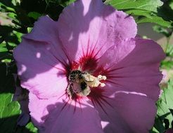 insect on a pink flower in the play of light and shadow