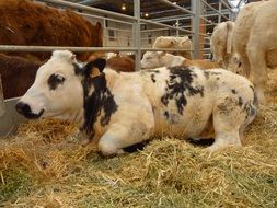 spotted calf on the straw on the farm