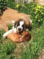 dogs on a sunny lawn