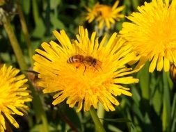 honey Bee on Dandelion
