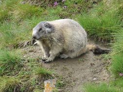 gray alpine marmot