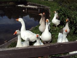 delightful Geese Birds