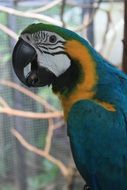 bright parrot in profile