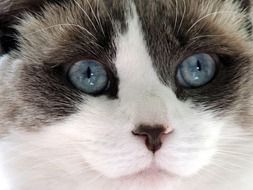 Cute Cat with Blue eyes close portrait