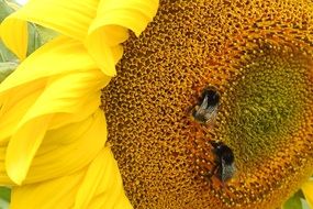 bees on the sunflower
