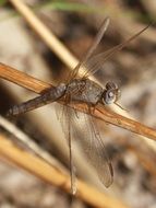 macro view of grey dragonfly on the stem