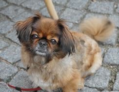 Dog Pekinese Animal