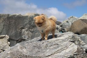 pomeranian Spitz, small red dog on grey rock