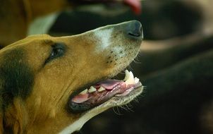 Portrait of Hunting dog