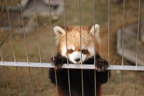 red panda in cage