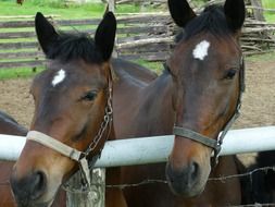 charmingly cute Horses