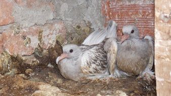 Two grey pigeons