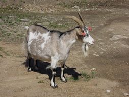 fascinating Goat Animal