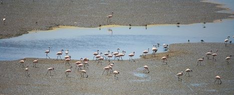 flock of flamingos in india