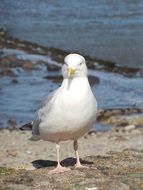 white seagull on the beach near the sea