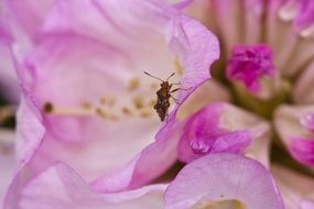 insect on a pink rhododendron close-up