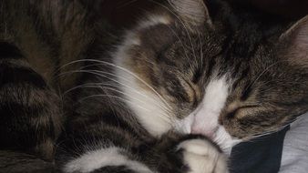 sleeping lazy cat