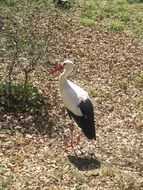 white stork stands on the ground