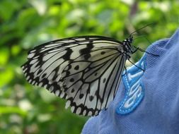 butterfly on a man's sweater