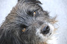 Dog looking up close-up on blurred background