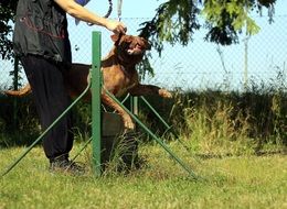 outdoor training of a bordeaux mastiff