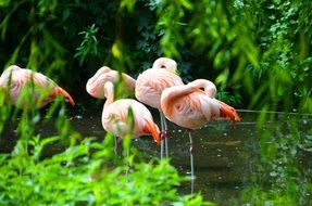 Flamingos standing in a water