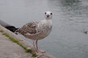 grey seagull in the port