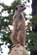 astounding Rodent Animal