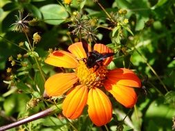 busy bumblebee on the orange flower