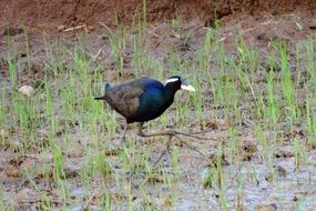 bronze winged jacana in a rice field