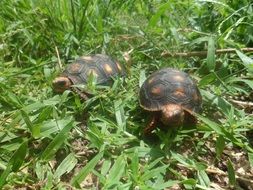 wonderful Reptile Animal